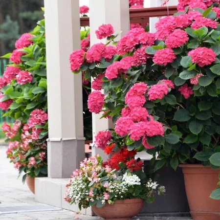 Montika Паланга